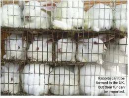  ??  ?? Rabbits can't be farmed in the UK, but their fur can be imported.