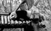  ?? HU DATIAN / FOR CHINA DAILY ?? Xiao Ya, a panda that recently contracted an eye disease, rests at Chengdu Research Base of Giant Panda Breeding in Sichuan province on Thursday.