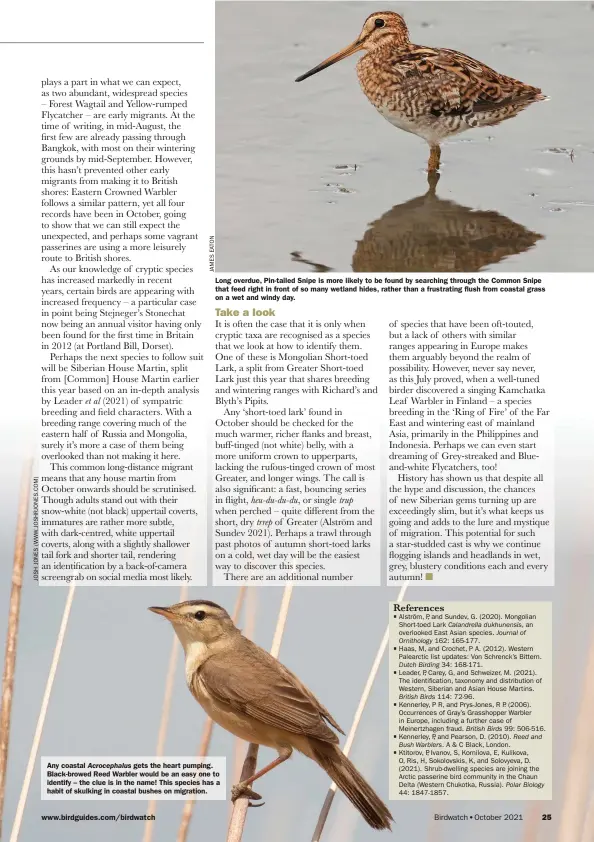  ?? ?? Long overdue, Pin-tailed Snipe is more likely to be found by searching through the Common Snipe that feed right in front of so many wetland hides, rather than a frustratin­g flush from coastal grass on a wet and windy day.
Any coastal Acrocephal­us gets the heart pumping. Black-browed Reed Warbler would be an easy one to identify – the clue is in the name! This species has a habit of skulking in coastal bushes on migration.