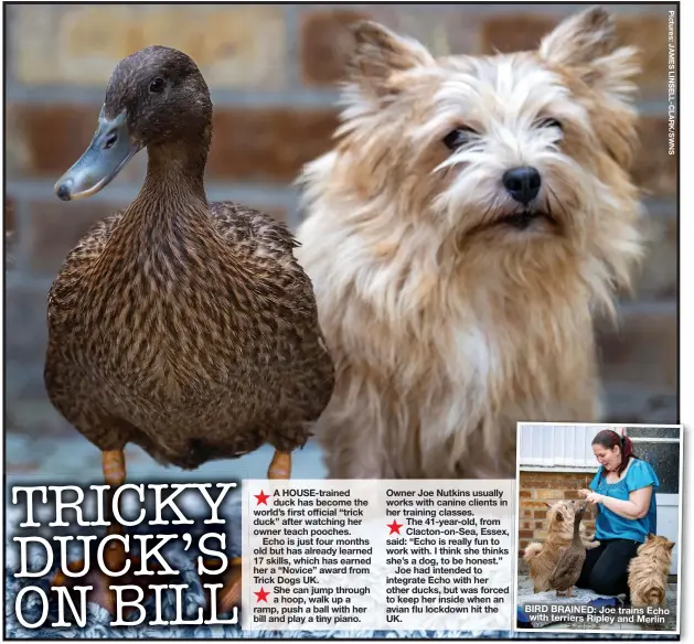  ??  ?? BIRD BRAINED: Joe trains Echo with terriers Ripley and Merlin