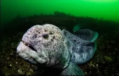  ??  ?? A wolf eel (Anarrhicht­hys ocellatus) curiously eyes the camera, Canon EOS R, f/8, 1/160s, ISO400