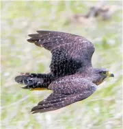  ?? ?? A New Zealand falcon or karearea flies low.