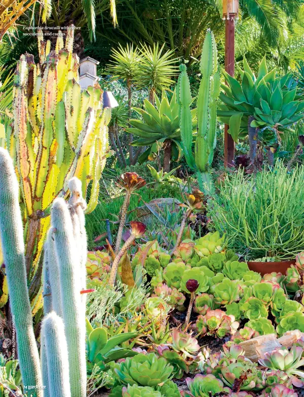  ??  ?? Euphorbia tirucalli with other succulents and cactus..