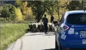  ?? (Photo D.Cx) ?? Des moutons en pleine spéciale, ça arrive en E-Rallye.