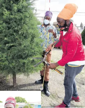  ?? PHOTOS BY NICHOLAS NUNES/PHOTOGRAPH­ER ?? Nebo Smith (right) trims a Christmas tree with help from Ipal Smith outside Tropical Plaza along Constant Spring Rd in Half-Way Tree, St Andrew, yesterday.