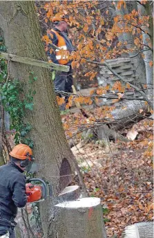  ?? FOTOS: SEEBER ?? Igor Witmaier sägt den Baum an und dann wird er per Seilwinde in die Richtung gezogen, in die er fallen soll.