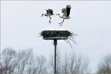  ?? MICHAEL PROBST / ASSOCIATED PRESS ?? A stork chases away another from its nest in Biebesheim, south of Frankfurt, Germany, last week.