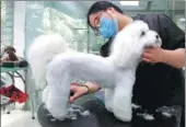  ?? WANG KANGKANG / FOR CHINA DAILY ?? A dog enjoys a haircut at a pet store in Suzhou, Jiangsu province.