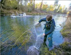  ?? Allen J. Schaben Los Angeles Times ?? ALEX ARROW, a biological science technician, pours a bucket of juvenile Chinook salmon back into Battle Creek after counting the fish.