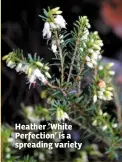  ??  ?? Heather ‘White Perfection’ is a spreading variety