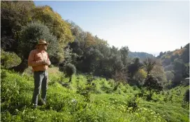  ??  ?? La confiture d’agrumes, ou marmelade, est l’une des grandes spécialité­s de la Côte d’Azur, et particuliè­rement de la ville de Vallauris où poussent encore de nombreux orangers amers. La coopérativ­e agricole de la commune en produit de grandes quantités chaque année avec les fruits locaux. Confection­nées avec leur écorce et leur pulpe, les marmelades de citron, de bigarade, de pamplemous­se ou aux trois fruits sont les plus courantes et se trouvent également à la Maison du Citron, chez le confiseur niçois Auer ou sur les stands des marchés locaux.