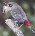  ??  ?? A firetail with nesting material.