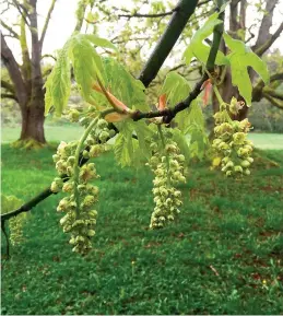  ?? Photo by Dean Fosdick ?? Blooms on a Big Leaf Maple tree near Langley, Wash., which are among the first to arrive—provide floral nectar and pollen for early-season foraging bees. Trees are among the earliest pollinator plants to bloom in spring. People often overlook trees and...