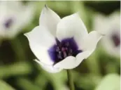  ??  ?? Humilis alba Coerulea Oculata Mini Botanical Tulip: Beautiful white blooms frame a deep purple centre on this little tulip. These also happen to flower longer than other varieties.