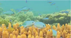  ?? — AFP ?? QUEENSLAND: A handout photo received from the ARC Centre of Excellence for Coral Reef Studies at James Cook University shows blue-green chromis on the Great Barrier Reef near Lizard Island in Queensland.