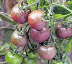  ?? ?? ‘Black Cherry’ tomatoes