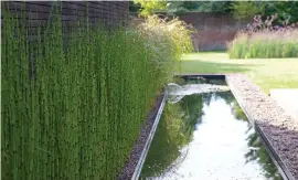  ?? ?? Equisetum lining a water feature
Pic: Helen Elks-Smith/PA