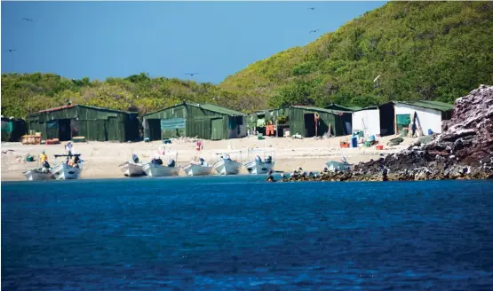  ??  ?? Located about 15 miles from Mexico’s west coast, local fishermen set up camp at Isla Isabela. Each morning, they launch their skiffs and head to sea, to fish the rich waters surroundin­g the island.