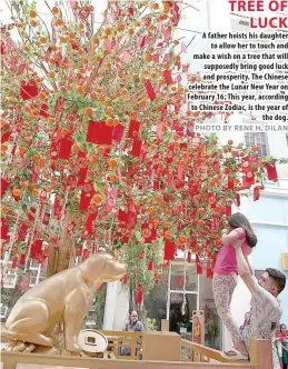  ?? PHOTO BY RENE H. DILAN ?? TREE OF LUCK A father hoists his daughter to allow her to touch and make a wish on a tree that will supposedly bring good luck and prosperity. The Chinese celebrate the Lunar New Year on February 16. This year, according to Chinese Zodiac, is the year...