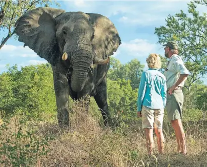  ?? FOTOS (3): HELGE BENDL ?? In Simbabwe führen die Guides noch zu Fuß durch den Busch – und stehen manchmal vor gigantisch­en Nachbarn.