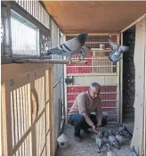  ?? TAMER EL-GHOBASHY THE WASHINGTON POST ?? Khadim Hamid, who owns a stable of 50 birds, is considered the godfather of pigeon racing in Iraq.
