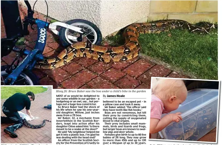  ??  ?? Slither in: An SSPCA officer bags it up Hissy fit: Bruce Baker saw the boa under a child’s bike in the garden Safe: Willow, one, looks at snake in plastic toybox