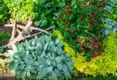  ?? Lucy Schaly/Post-Gazette photos ?? Lamb's ear, left, with golden oregano and Indian pink, which is actually red and yellow.