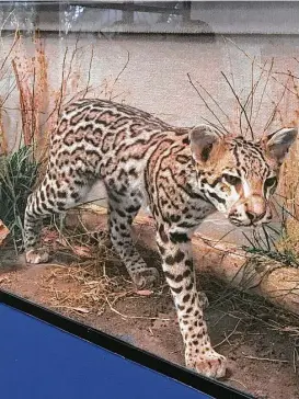  ??  ?? An estimated 50 ocelots remain in the U.S. and are spotted occasional­ly in the Santa Ana National Wildlife Refuge. A stuffed version is on display.