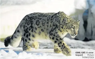  ?? Picture: THINKSTOCK ?? COOL CAT: A snow leopard