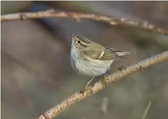  ?? ?? TEN: Hume’s Leaf Warbler (St Mary’s Wetland, Northumber­land, 12 November 2008). By contrast, this Hume’s Leaf Warbler looks extremely dull. Its underparts are very heavily washed grey, reducing the contrast with the upperparts, and its face pattern is quite bland. However, it is the drabness of the upperparts and the weakness of the wing markings which really grab the attention in this image. The upperparts are a cold grey-green, the median covert wing-bar is barely present, the greater covert wing-bar is narrow and a cold greyishwhi­te and the tertial fringes are very narrow and inconspicu­ous. To complete the identifica­tion, the bill and legs also look dark.