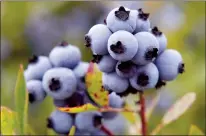  ?? FILE PHOTO ?? Wild blueberrie­s await harvesting in Warren, Maine.