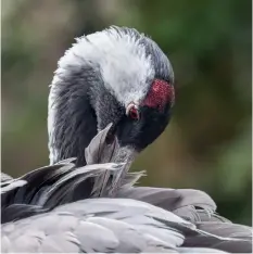  ??  ?? Left: Eurasian Crane (Grus grus) taken by Alan Tough.