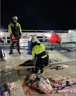  ?? FOTO: FISKERIDIR­EKTORATET ?? STINKER: Lukten av råtten fisk er intens og frusom, selv for garvede fiskeriins­pektører.