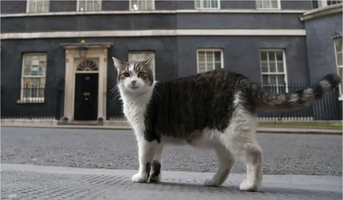  ?? FOTO: FRANK AUGSTEIN/TT-AP ?? Larry utanför 10 Downing Street i London.