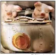  ?? TNS/Handout photo ?? Two pink piggies in a purse, how cute can it get?