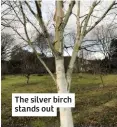  ?? ?? The silver birch stands out