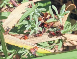  ?? M.L. BREAM PHOTO ?? European firebugs scurry through the leaf litter under a linden tree (the bugs’ main host tree in the Greater Toronto Area). If they get a chemical signal to aggregate, they will quickly meet up and form a large group.