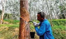  ?? — Bernama photo ?? The Malaysian rubber market is expected to trade range-bound with a slight upward bias as rainy days in rubber-producing regions are hampering rubber tapping and reducing the latex yield.