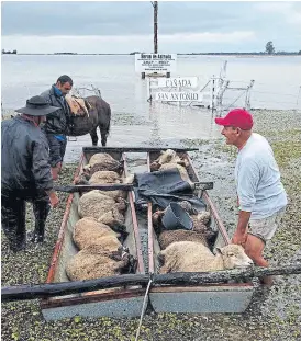  ??  ?? Rescate de ovejas en Berón de Astrada