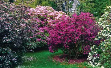  ?? ?? Showstoppe­rs: Manderston’s rhododendr­ons are spectacula­r until the end of June