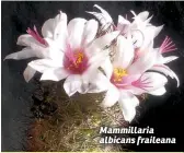  ??  ?? Mammillari­a albicans fraileana
