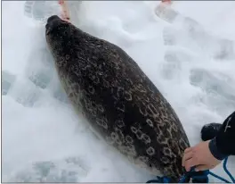  ?? FOTO: REISA ELVELAG ?? JAKT: Norges Fiskarlag vil ha jakt på enkelte selarter.