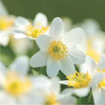  ??  ?? Wood anemones colonise deciduous woodlands and dappled banks across Europe