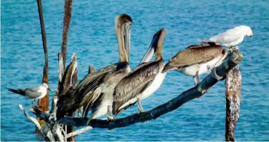  ??  ?? En el Área protegida Maisí-Caleta un sinnúmero de especies de la flora local y de la fauna endémica y migratoria han logrado «tener la paz» que necesitan.