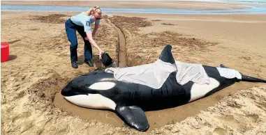  ?? ?? Left: A team effort resulted in an orca calf being sent back to sea at Po¯rangahau in the weekend.