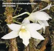  ??  ?? Dendrobium crassimarg­inatum