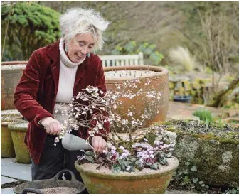  ??  ?? A mulch of grit will stop low-growing plants such as cyclamen from getting splattered with wet compost