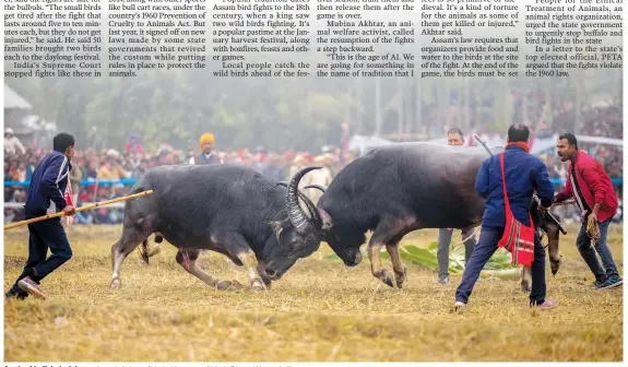  ?? ?? A pair of buffalo lock horns Jan. 16 during a fight held as part of Magh Bihu at Ahotguri village.