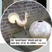  ?? Foto FRCR ?? De ‘weerhaan’ bleek pal op een bol, of ei, te zitten.