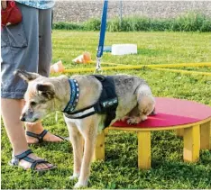  ??  ?? Die Hündin Fee bewältigt die Streck und Dehnübung auf dem Podest souverän. Am Ende des Parcours wartet die Wühlkiste mit leckeren Überraschu­ngen auf die Hunde.